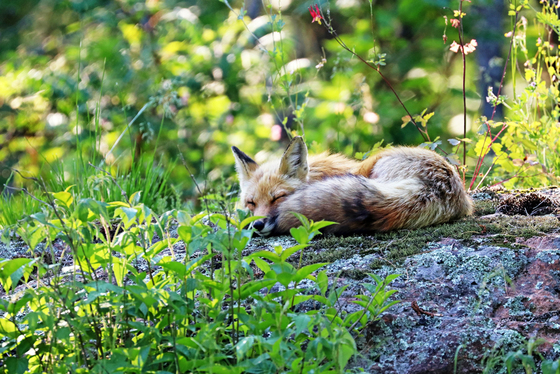 Nap Time For Red Fox