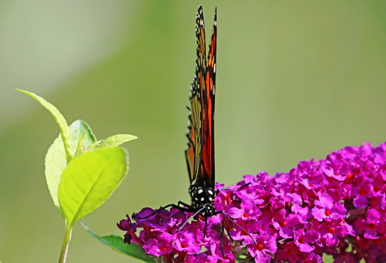 Monarch On Buddleia With Wings Folded