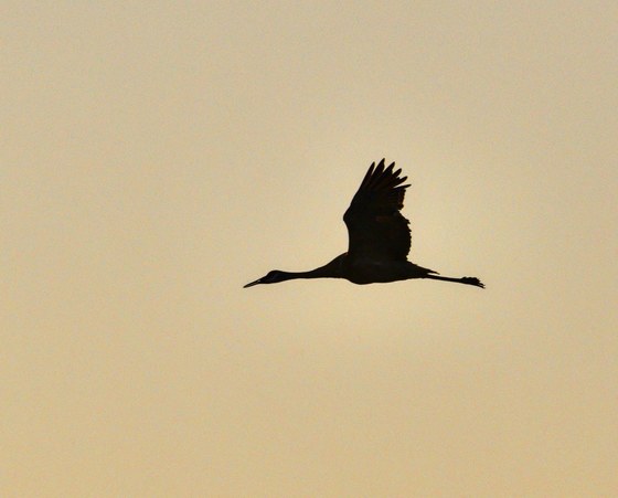 Sandhill Crane at dusk