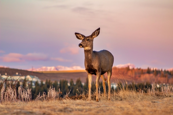 Model Deer
