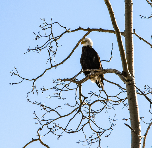 Bald Eagle in the sunlight