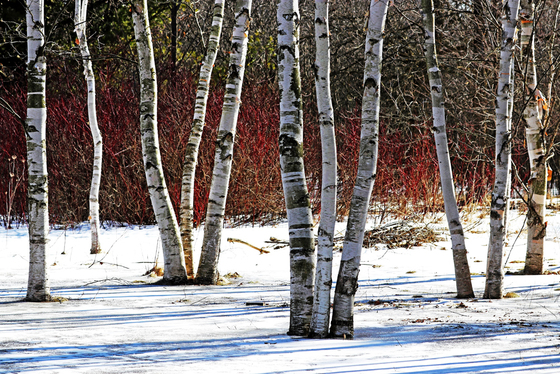 Birches And Dogwood
