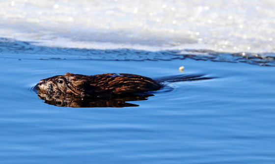 Muskrat And Ice On Pond
