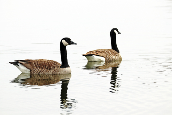 Classy Canada Geese
