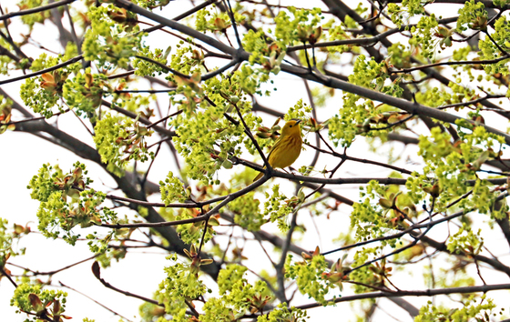 Yellow Warbler In Spring Maple Tree