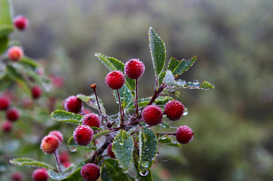 Morning due on berries