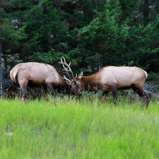 Two bull elk fight for dominance