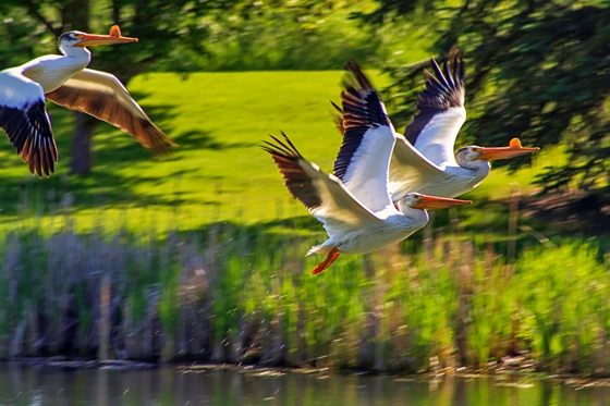 Pelicans Mid Flight