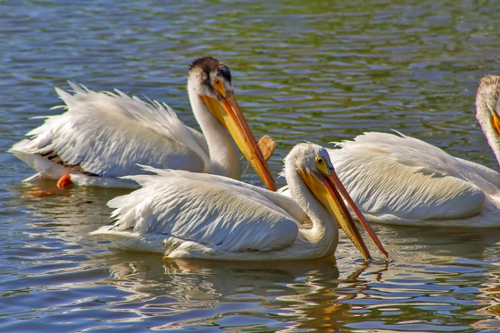 Pelicans On The Water