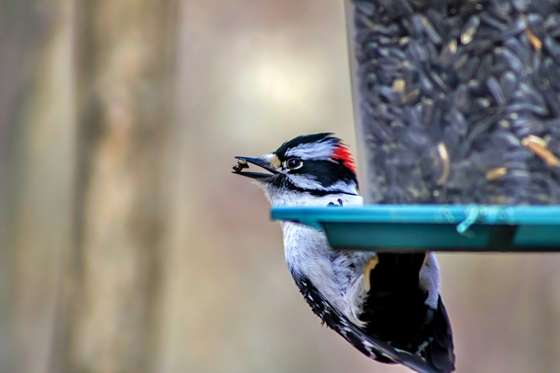 Woodpecker Feeding Time