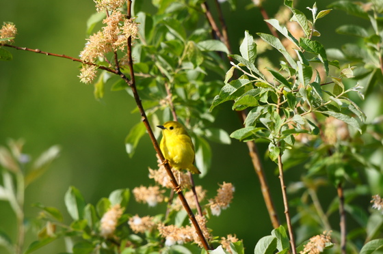 Yellow warbler (female)