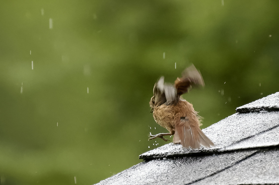 Rain dancing Sparrow