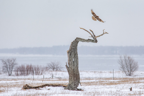 Red-Tailed Hawk and the Tree