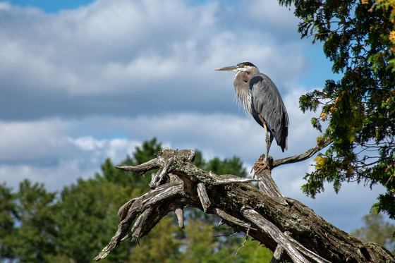 Great Blue Heron overlooking the Muskoka River