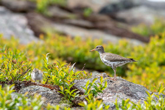 Spotted Sandpiper Female and Chick