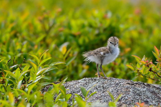 Spotted Sandpiper chick strikes a pose