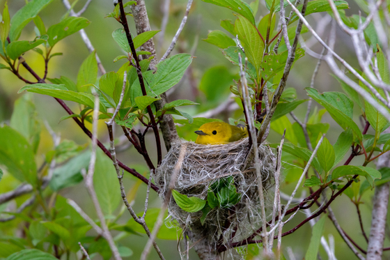 Yellow Warbler on her nest