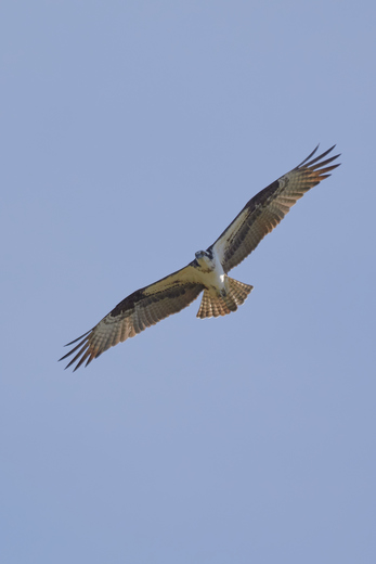 Osprey Overhead