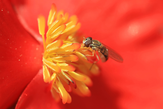 Syrphid at work