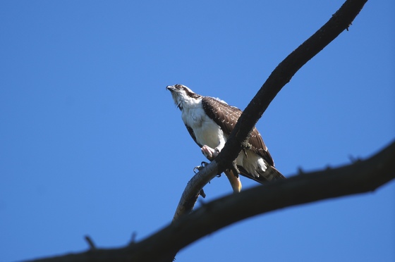 Osprey checking out