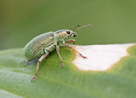 Green Pubescent Ground Beetle