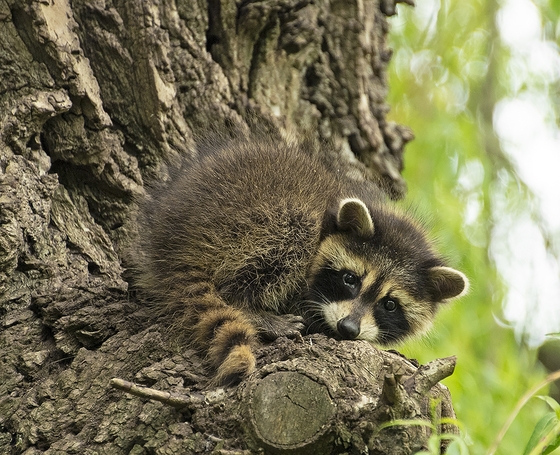 Baby Raccoon 