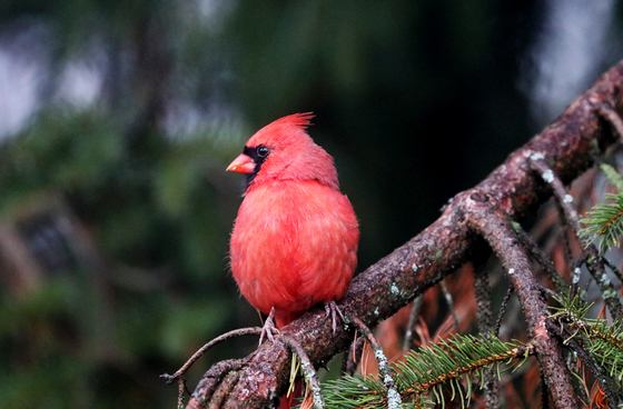 Northern Red Cardinal On Spruce Branch