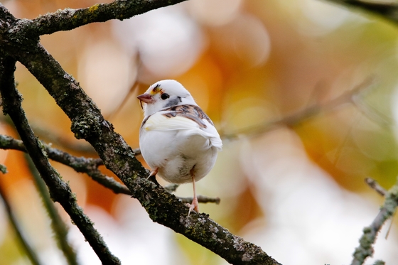 Leucistic White-throated Sparrow