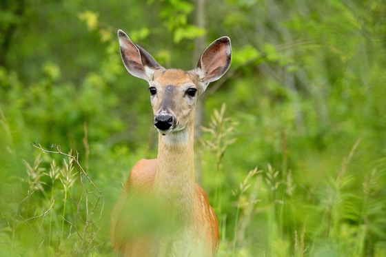 White -tailed Deer