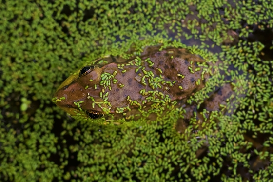 A Green Frog from Above
