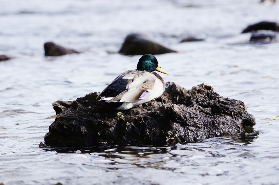 Mallard duck - On the rock