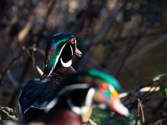 Close up of a wood duck.