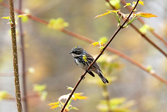 Male Yellow Rumped Warbler