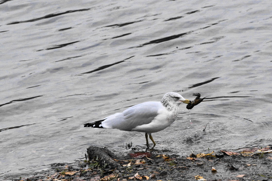 ring-billed gull with the usual lunch