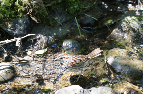 sparrow (juvenile) at the water spot