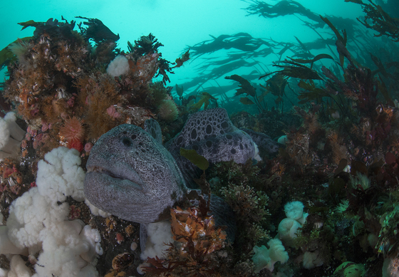 Wolf Eel hanging out on the reef