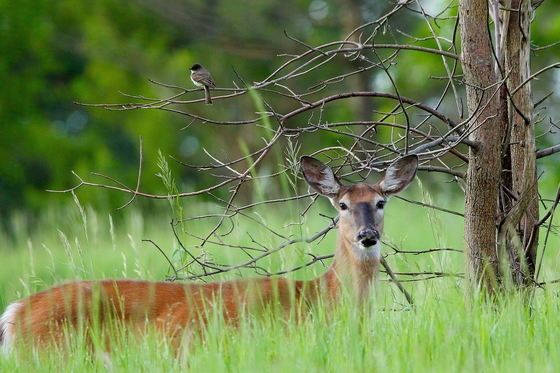 White -tailed Deer and Eastern Phoebe