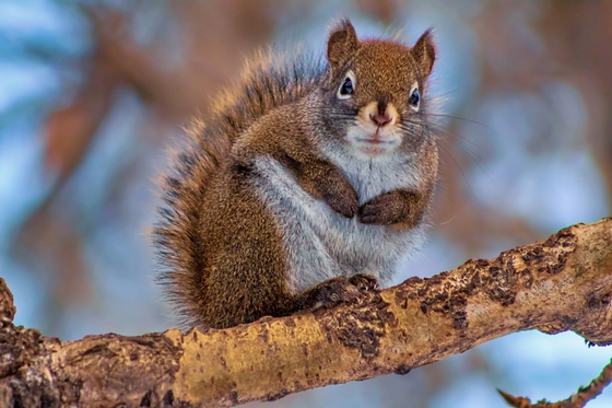 Cute Squirrel In A Tree