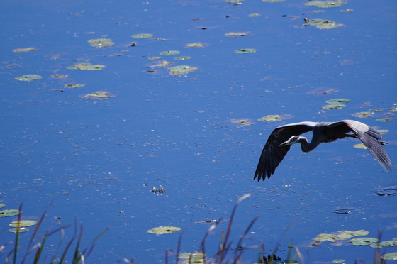 Great blue heron over the marsh
