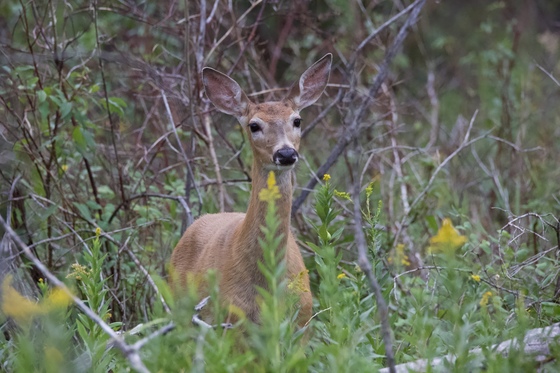 Whitetail Doe in the woods