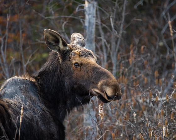 Algonquin moose 
