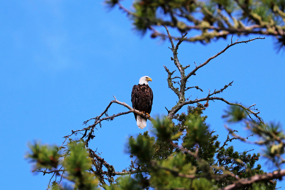 Bald Eagle Looking Regal