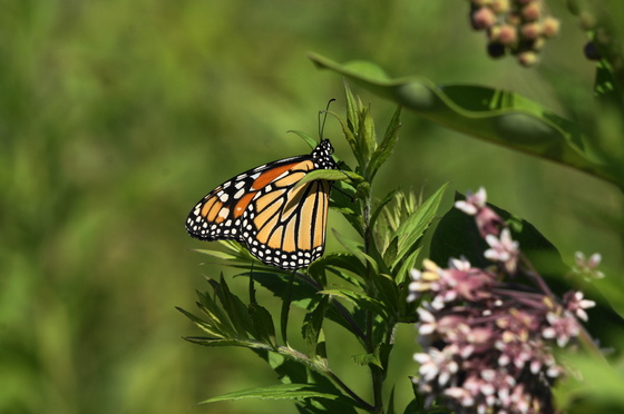 Monarch and milkweed