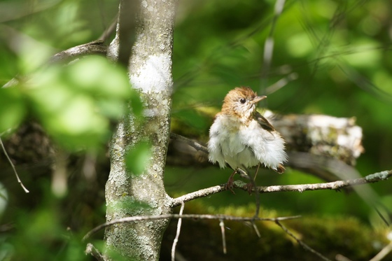 Veery at the water spot