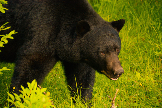 Haida Gwaii Black Bear