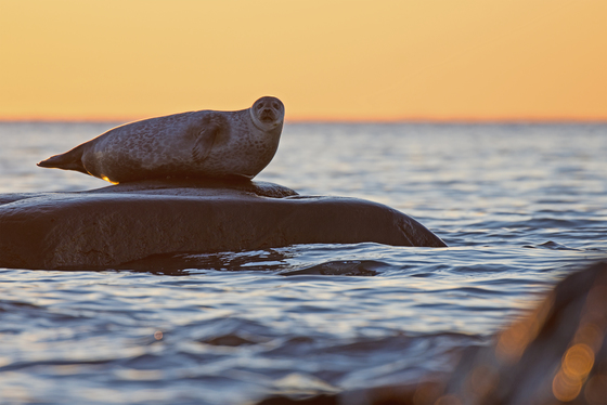 Seal at sunset