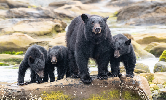 Black bear family 