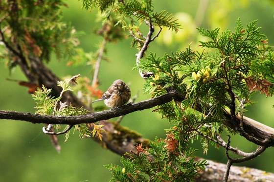 Song sparrow (juvenile)