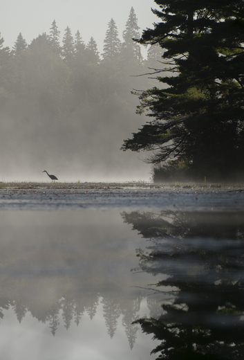 Heron on a misty pond