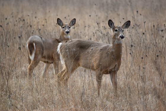 Two deer in the field.